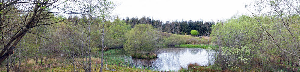 The bird hide overlooks the big pond